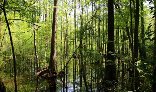 Photo of UNDER CONTRACT!  78.5 Acres of Farm and Timber Land for Sale in Jones County NC!