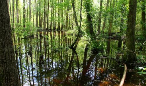 Photo of UNDER CONTRACT!  78.5 Acres of Farm and Timber Land for Sale in Jones County NC!