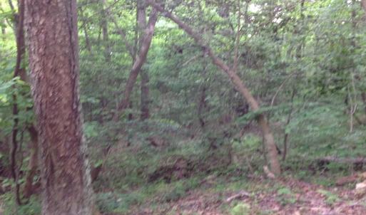 Photo of SOLD!  11 Acres of Hunting Land for Sale in Brunswick County VA!