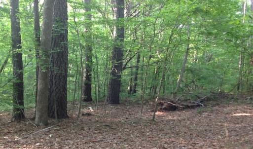 Photo of SOLD!  11 Acres of Hunting Land for Sale in Brunswick County VA!