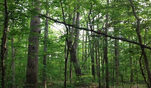 Photo of SOLD!  11 Acres of Hunting Land for Sale in Brunswick County VA!