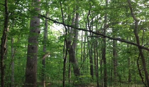 Photo of SOLD!  11 Acres of Hunting Land for Sale in Brunswick County VA!