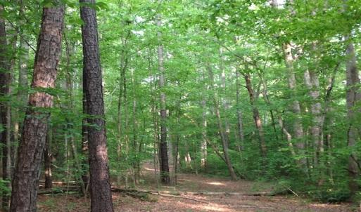 Photo of SOLD!  11 Acres of Hunting Land for Sale in Brunswick County VA!