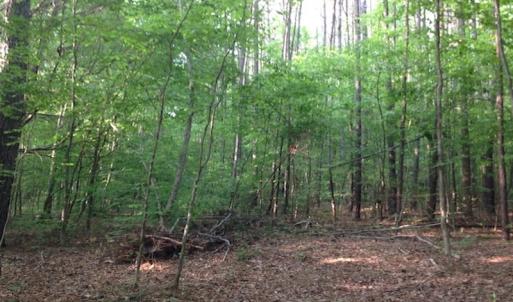 Photo of SOLD!  11 Acres of Hunting Land for Sale in Brunswick County VA!