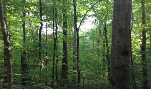 Photo of SOLD!  11 Acres of Hunting Land for Sale in Brunswick County VA!