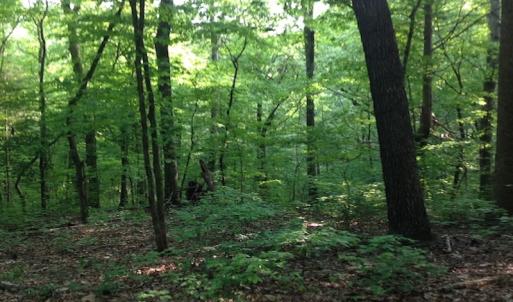 Photo of SOLD!  11 Acres of Hunting Land for Sale in Brunswick County VA!