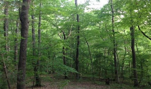 Photo of SOLD!  11 Acres of Hunting Land for Sale in Brunswick County VA!