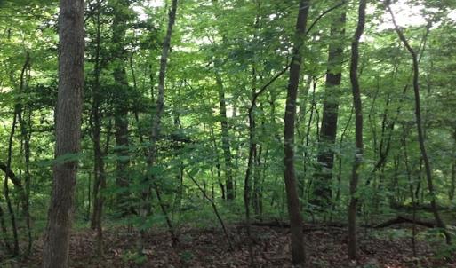 Photo of SOLD!  11 Acres of Hunting Land for Sale in Brunswick County VA!