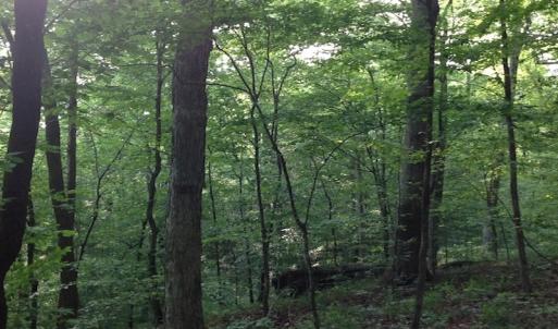 Photo of SOLD!  11 Acres of Hunting Land for Sale in Brunswick County VA!