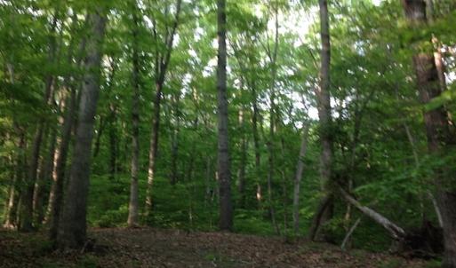 Photo of SOLD!  11 Acres of Hunting Land for Sale in Brunswick County VA!