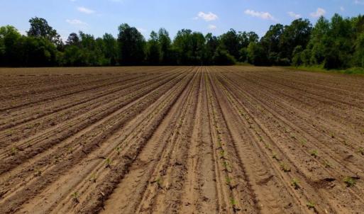Photo of UNDER CONTRACT!  75.5 acre Farm and Timberland for Sale in Jones County NC!