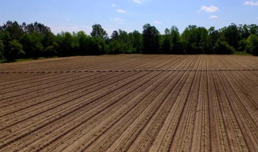 Photo of UNDER CONTRACT!  75.5 acre Farm and Timberland for Sale in Jones County NC!