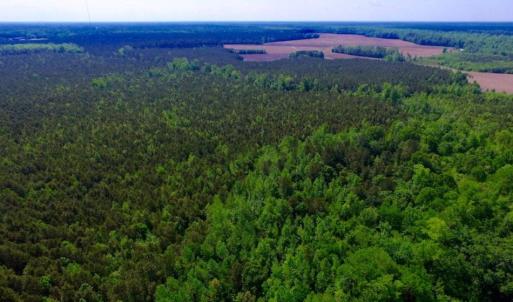 Photo of UNDER CONTRACT!  75.5 acre Farm and Timberland for Sale in Jones County NC!