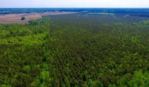 Photo of UNDER CONTRACT!  75.5 acre Farm and Timberland for Sale in Jones County NC!