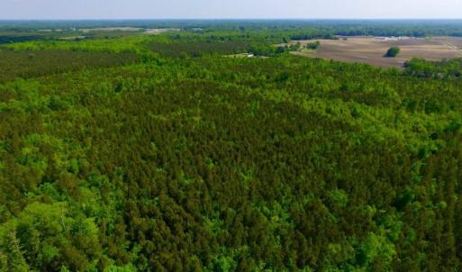 Photo of UNDER CONTRACT!  75.5 acre Farm and Timberland for Sale in Jones County NC!