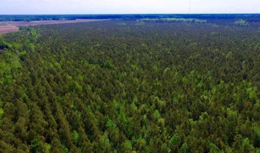 Photo of UNDER CONTRACT!  75.5 acre Farm and Timberland for Sale in Jones County NC!