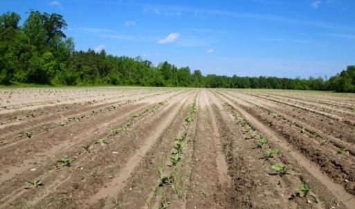 Photo of UNDER CONTRACT!  75.5 acre Farm and Timberland for Sale in Jones County NC!