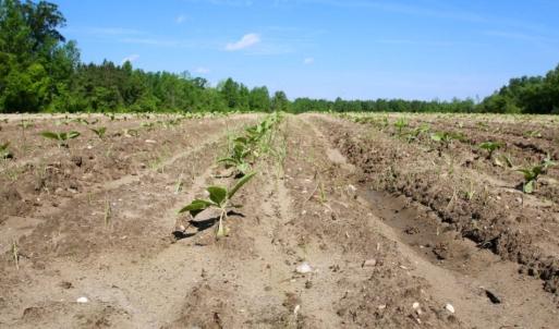 Photo of UNDER CONTRACT!  75.5 acre Farm and Timberland for Sale in Jones County NC!