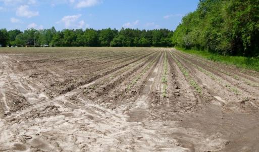 Photo of UNDER CONTRACT!  75.5 acre Farm and Timberland for Sale in Jones County NC!