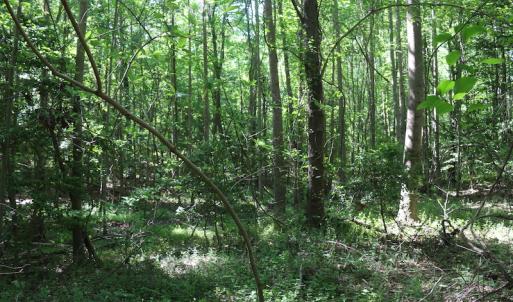 Photo of UNDER CONTRACT!  22 Acres of Hunting Land For Sale in Greensville County VA!