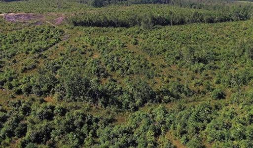 Photo of UNDER CONTRACT!  124.66 Acres of Hunting and Recreational Land For Sale in Lunenburg County VA!