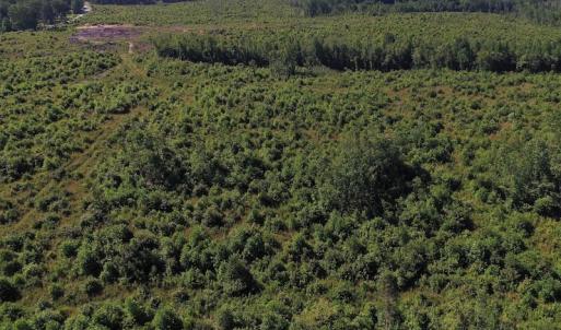 Photo of UNDER CONTRACT!  124.66 Acres of Hunting and Recreational Land For Sale in Lunenburg County VA!