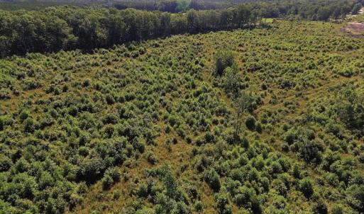 Photo of UNDER CONTRACT!  124.66 Acres of Hunting and Recreational Land For Sale in Lunenburg County VA!