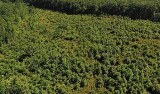 Photo of UNDER CONTRACT!  124.66 Acres of Hunting and Recreational Land For Sale in Lunenburg County VA!