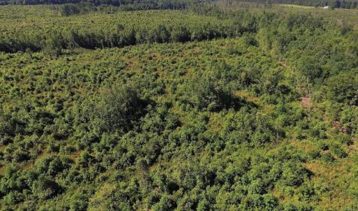 Photo of UNDER CONTRACT!  124.66 Acres of Hunting and Recreational Land For Sale in Lunenburg County VA!