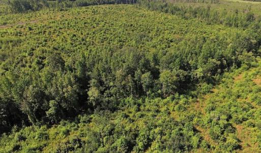Photo of UNDER CONTRACT!  124.66 Acres of Hunting and Recreational Land For Sale in Lunenburg County VA!