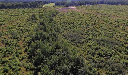 Photo of UNDER CONTRACT!  124.66 Acres of Hunting and Recreational Land For Sale in Lunenburg County VA!
