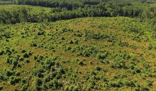Photo of UNDER CONTRACT!  124.66 Acres of Hunting and Recreational Land For Sale in Lunenburg County VA!
