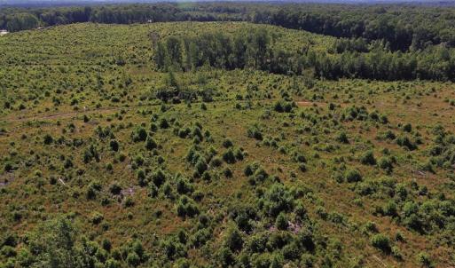 Photo of UNDER CONTRACT!  124.66 Acres of Hunting and Recreational Land For Sale in Lunenburg County VA!