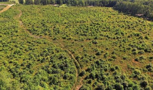 Photo of UNDER CONTRACT!  124.66 Acres of Hunting and Recreational Land For Sale in Lunenburg County VA!