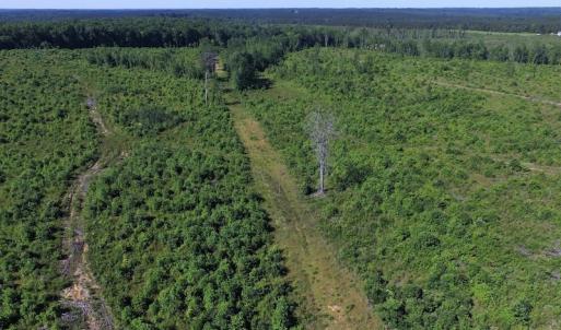 Photo of UNDER CONTRACT!  124.66 Acres of Hunting and Recreational Land For Sale in Lunenburg County VA!
