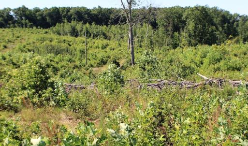 Photo of UNDER CONTRACT!  124.66 Acres of Hunting and Recreational Land For Sale in Lunenburg County VA!