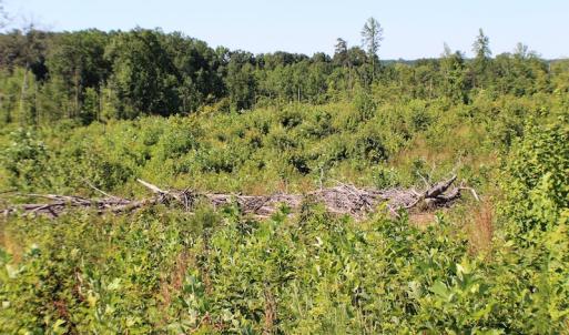 Photo of UNDER CONTRACT!  124.66 Acres of Hunting and Recreational Land For Sale in Lunenburg County VA!