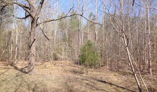 Photo of SOLD!  62 Acres of Hunting Land with Home Site For Sale in Suffolk Virginia!