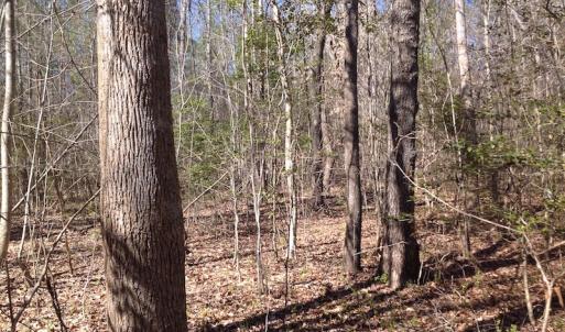 Photo of SOLD!  62 Acres of Hunting Land with Home Site For Sale in Suffolk Virginia!