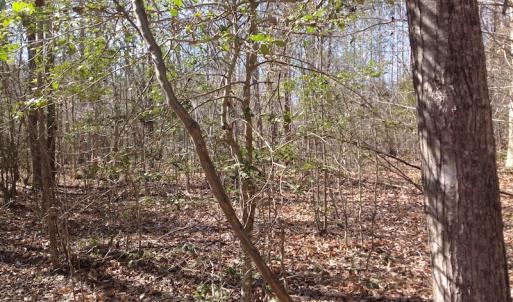 Photo of SOLD!  62 Acres of Hunting Land with Home Site For Sale in Suffolk Virginia!