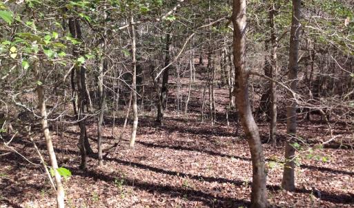 Photo of SOLD!  62 Acres of Hunting Land with Home Site For Sale in Suffolk Virginia!