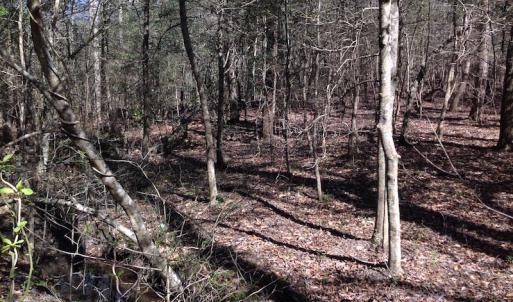 Photo of SOLD!  62 Acres of Hunting Land with Home Site For Sale in Suffolk Virginia!