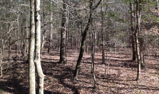 Photo of SOLD!  62 Acres of Hunting Land with Home Site For Sale in Suffolk Virginia!