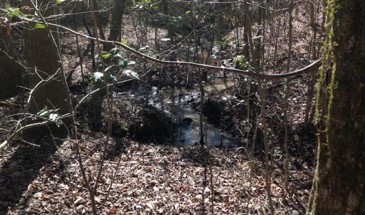 Photo of SOLD!  62 Acres of Hunting Land with Home Site For Sale in Suffolk Virginia!