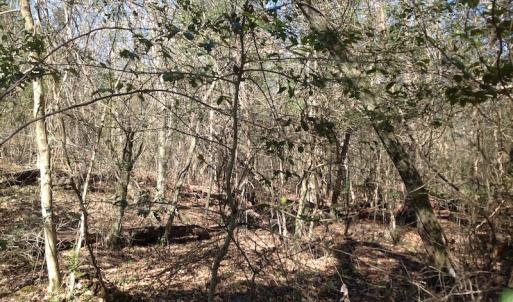 Photo of SOLD!  62 Acres of Hunting Land with Home Site For Sale in Suffolk Virginia!