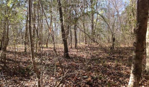 Photo of SOLD!  62 Acres of Hunting Land with Home Site For Sale in Suffolk Virginia!
