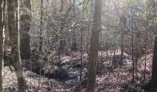 Photo of SOLD!  62 Acres of Hunting Land with Home Site For Sale in Suffolk Virginia!