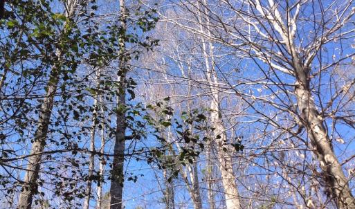 Photo of SOLD!  62 Acres of Hunting Land with Home Site For Sale in Suffolk Virginia!