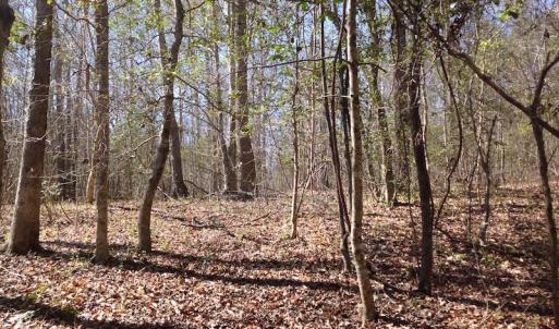 Photo of SOLD!  62 Acres of Hunting Land with Home Site For Sale in Suffolk Virginia!