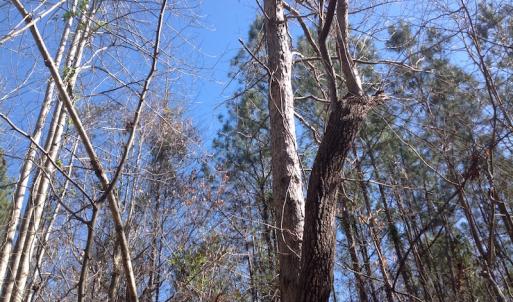 Photo of SOLD!  62 Acres of Hunting Land with Home Site For Sale in Suffolk Virginia!